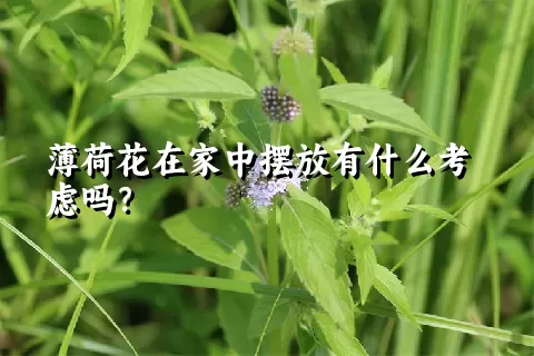 薄荷花在家中摆放有什么考虑吗？