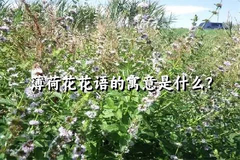 薄荷花花语的寓意是什么？