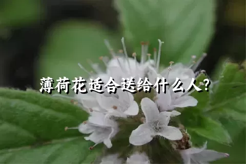 薄荷花适合送给什么人？