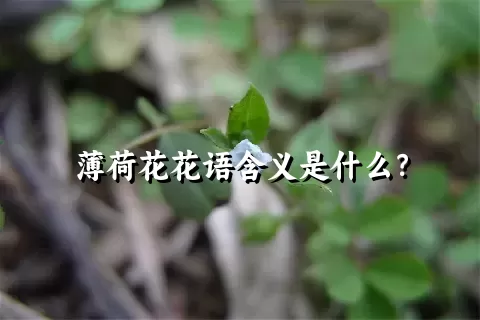 薄荷花花语含义是什么？