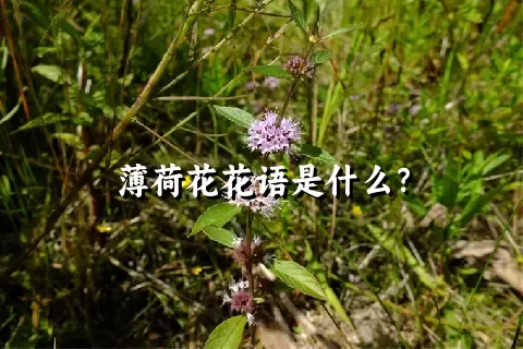 薄荷花花语是什么？