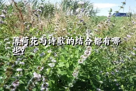 薄荷花与诗歌的结合都有哪些？