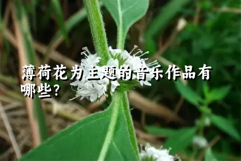 薄荷花为主题的音乐作品有哪些？