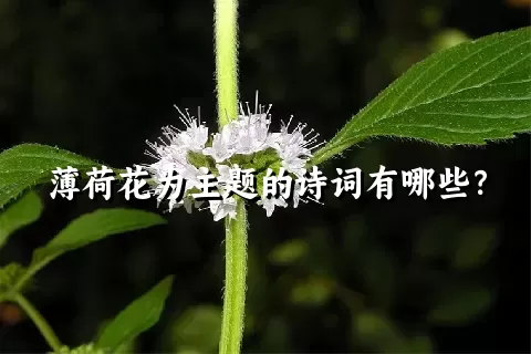 薄荷花为主题的诗词有哪些？