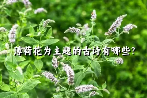 薄荷花为主题的古诗有哪些？