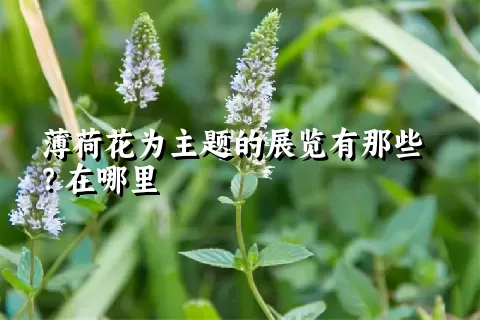 薄荷花为主题的展览有那些？在哪里