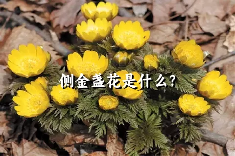 侧金盏花是什么？