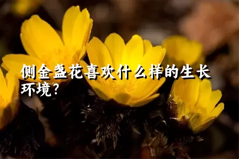 侧金盏花喜欢什么样的生长环境？