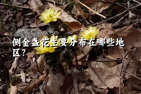 侧金盏花主要分布在哪些地区？