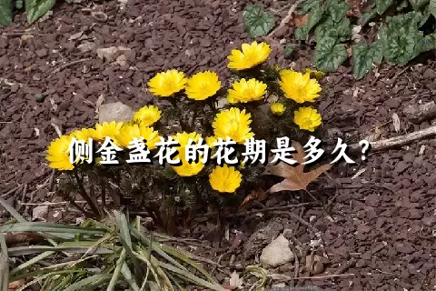 侧金盏花的花期是多久？