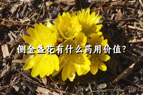 侧金盏花有什么药用价值？