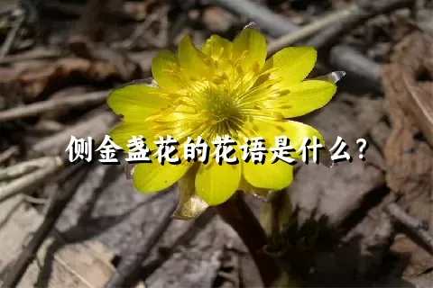 侧金盏花的花语是什么？