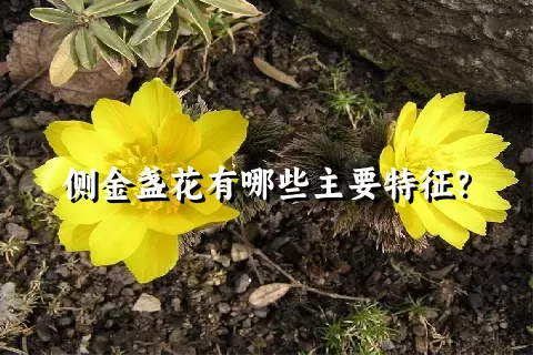 侧金盏花有哪些主要特征？