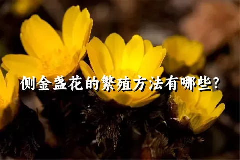 侧金盏花的繁殖方法有哪些？