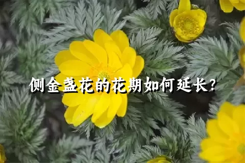 侧金盏花的花期如何延长？