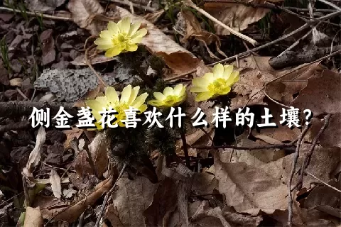 侧金盏花喜欢什么样的土壤？