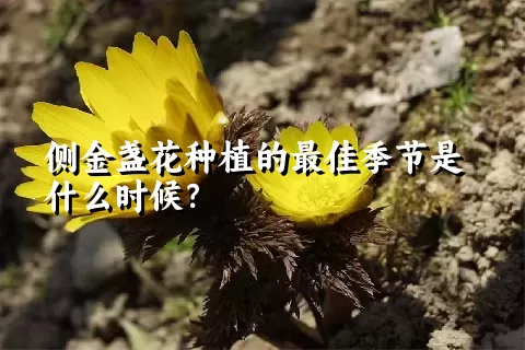 侧金盏花种植的最佳季节是什么时候？