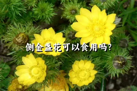 侧金盏花可以食用吗？