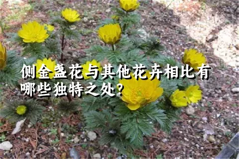 侧金盏花与其他花卉相比有哪些独特之处？