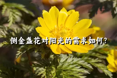 侧金盏花对阳光的需求如何？