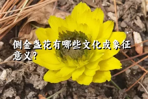 侧金盏花有哪些文化或象征意义？