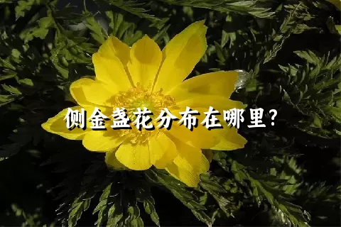 侧金盏花分布在哪里?