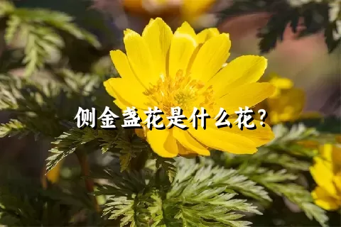 侧金盏花是什么花？