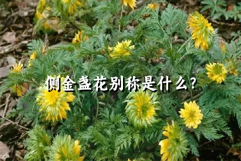 侧金盏花别称是什么？