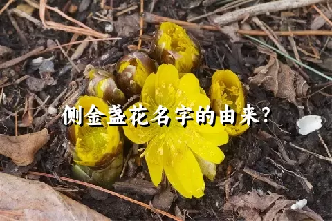 侧金盏花名字的由来？