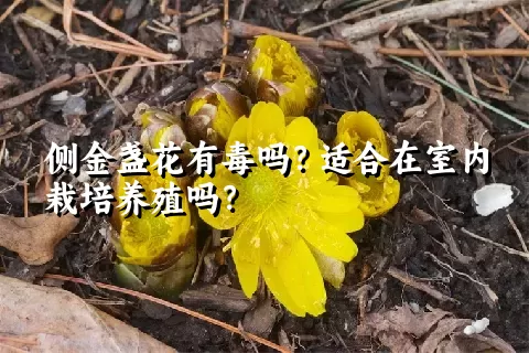 侧金盏花有毒吗？适合在室内栽培养殖吗？