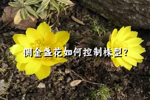 侧金盏花如何控制株型？