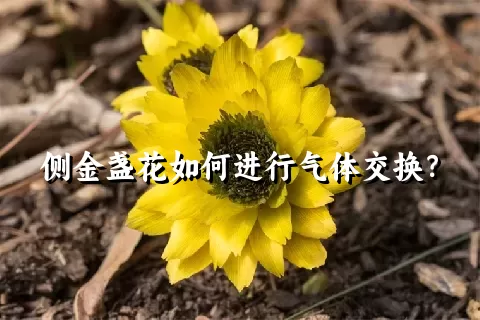 侧金盏花如何进行气体交换？