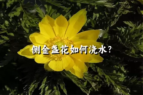 侧金盏花如何浇水？