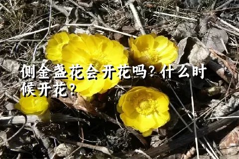 侧金盏花会开花吗？什么时候开花？