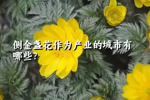 侧金盏花作为产业的城市有哪些？