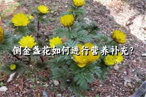 侧金盏花如何进行营养补充？