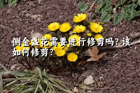 侧金盏花需要进行修剪吗？该如何修剪？