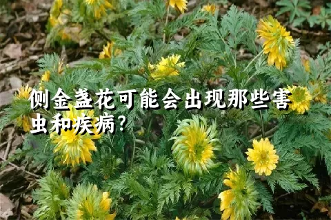 侧金盏花可能会出现那些害虫和疾病？