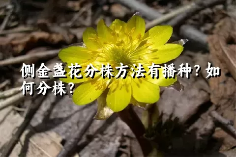 侧金盏花分株方法有播种？如何分株？