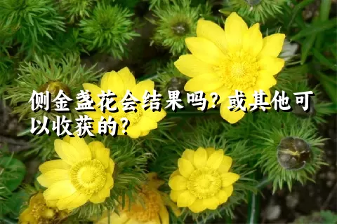 侧金盏花会结果吗？或其他可以收获的？