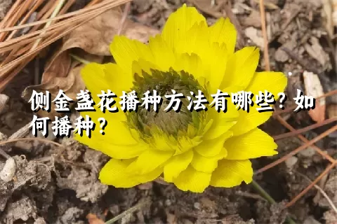 侧金盏花播种方法有哪些？如何播种？