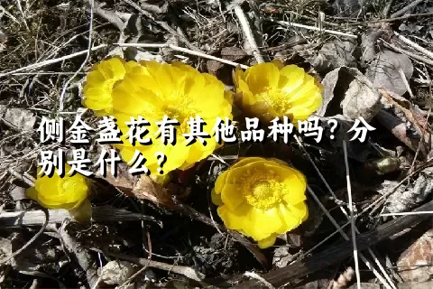 侧金盏花有其他品种吗？分别是什么？