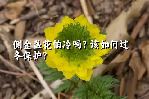 侧金盏花怕冷吗？该如何过冬保护？