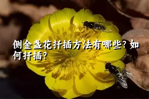 侧金盏花扦插方法有哪些？如何扦插？