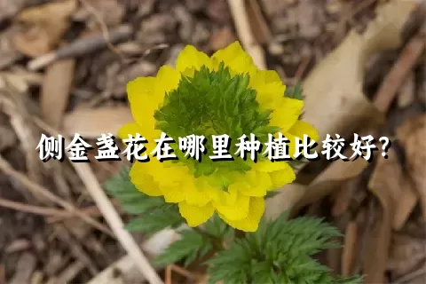 侧金盏花在哪里种植比较好？