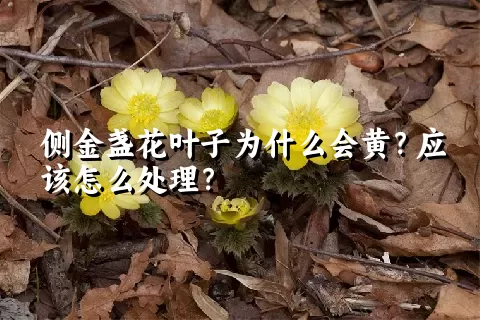 侧金盏花叶子为什么会黄？应该怎么处理？