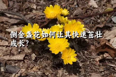 侧金盏花如何让其快速茁壮成长？