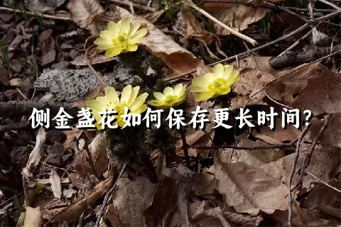 侧金盏花如何保存更长时间？