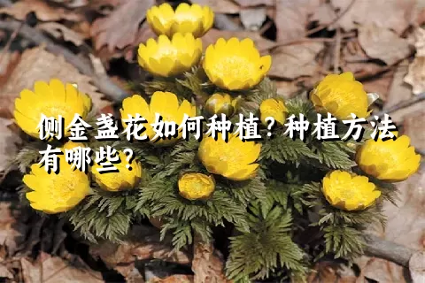 侧金盏花如何种植？种植方法有哪些？