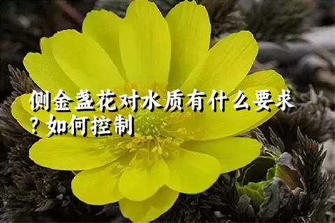 侧金盏花对水质有什么要求？如何控制